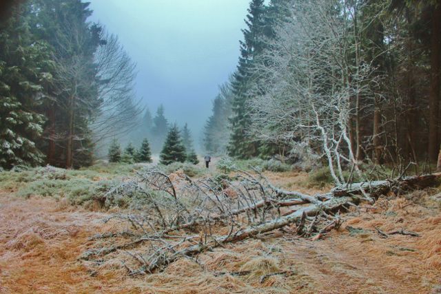 Sedloňov - okraj NPR Bukačka