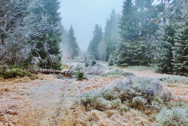 Sedloňov - hraniční stezka vede po okraji NPR Bukačka