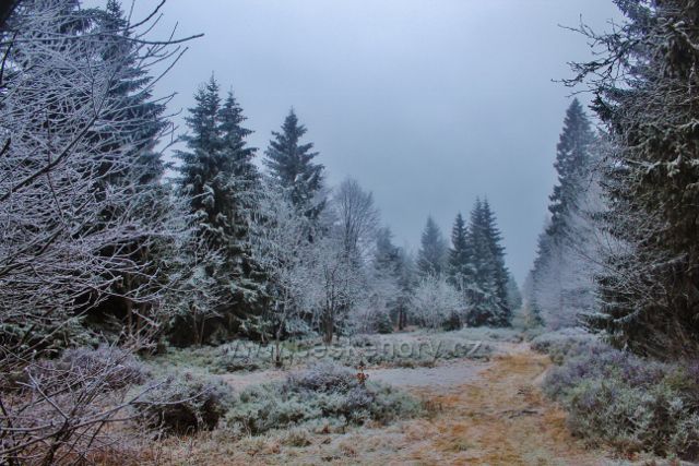 Sedloňov - hraniční stezka z Vrchmezí do Šerlišského sedla