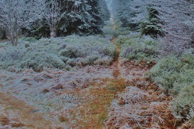 Sedloňov - hraniční stezka nad Skiareálem Zieleniec