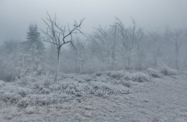 Šerlich - trasa běžecké tratě od Masarykovo chaty do Šerlišského sedla