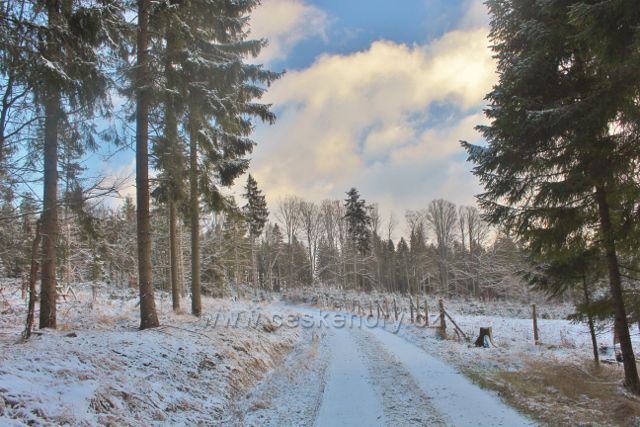 Rokytnice v O.h. - cesta lesním porostem k vrchu Polom