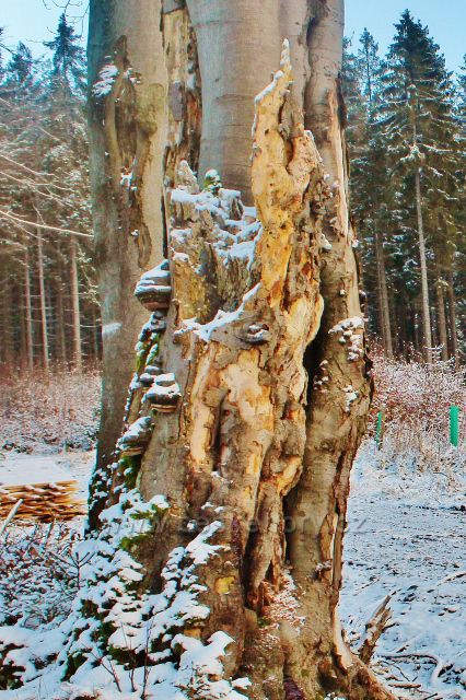 Bartošovice v O.h. - starý buk u cesty k vrchu Polom