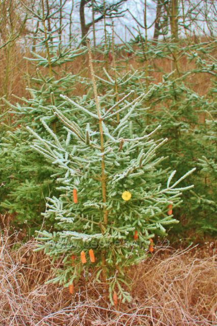 Písečná - vánoční přikrmování zvěře