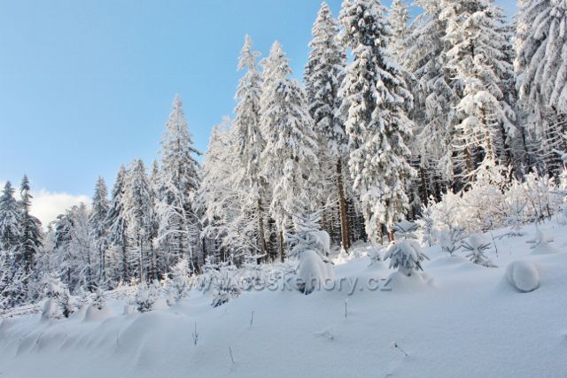 Panské Pole - zasněžený lesní porost podél cesty k Hadinci