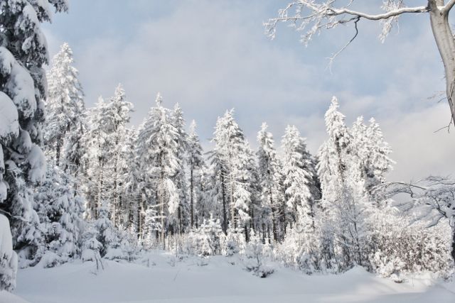 Panské Pole - zasněžený lesní porost podél cesty k Hadinci