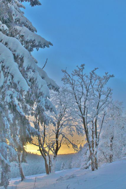 Bartošovice v O.h. - zasněžené stromy na Vysokém Kořenu lemují cestu do Neratova