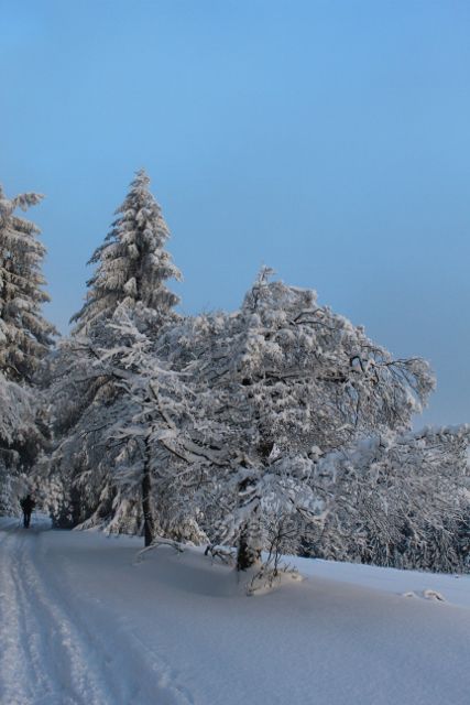 Bartošovice v O.h. - Vysoký Kořen, zasněžené stromy podél cesty do Neratova