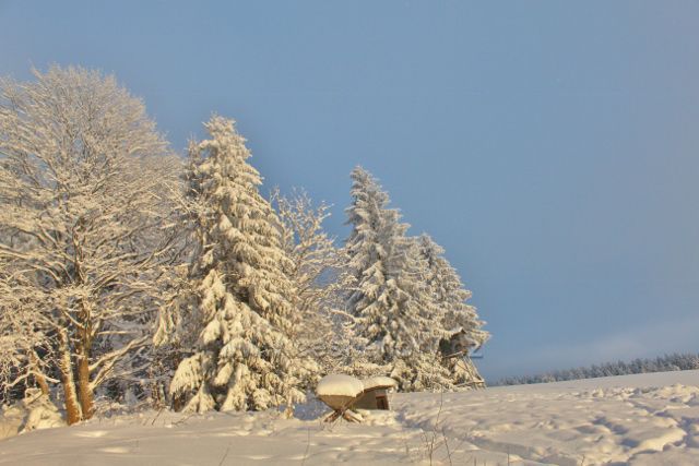 Bartošovice v O.h.-  Vysoký Kořen, krmeliště před posedem