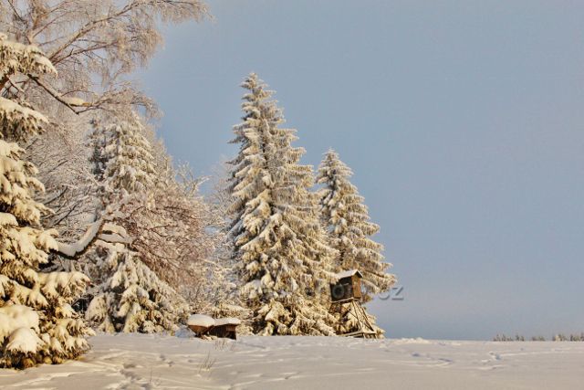 Bartošovice v O.h. - Vysoký Kořen, krmeliště před posedem na okraji lesa