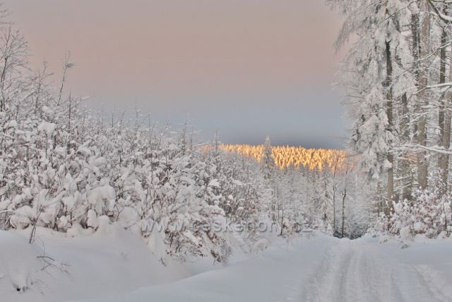 Panské Pole - cesta z Panského Pole na Hadinec. Podvečerní slunce ozářilo porost v areálu kaple sv.Anny