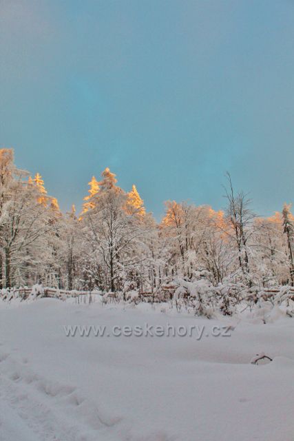 Panské Pole - oplocenka u cesty z Panského Pole na Vysoký Kořen