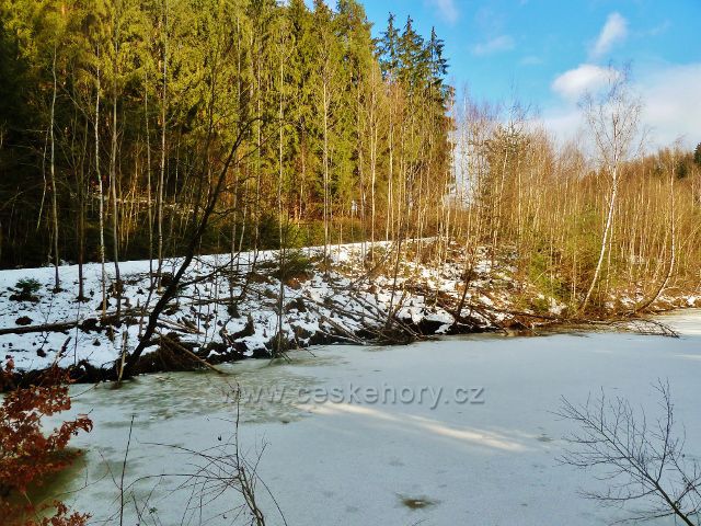 Písečná - u této zátoky rybníku Šušek zřejmě "hospodařil" bobr