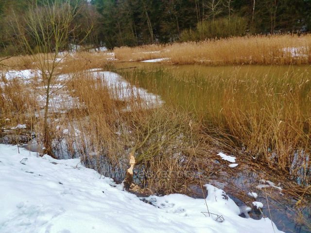Písečná - horní část rybníku v Šušku
