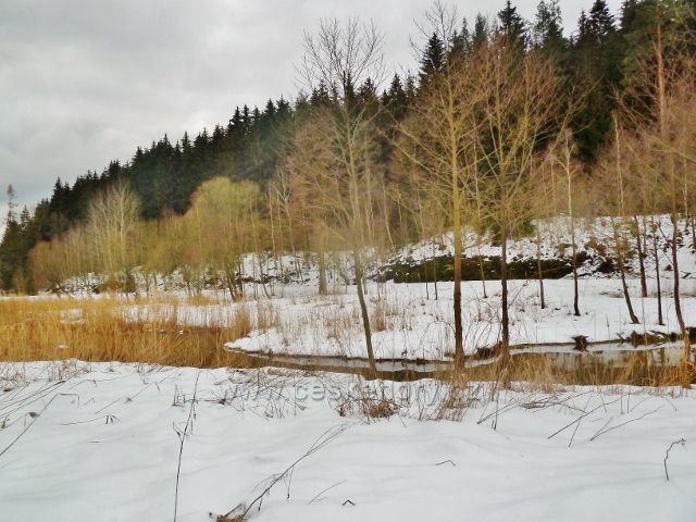 Písečná -horní část rybníku v Šušku