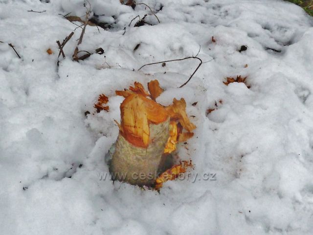 Písečná - přehryzaný kmínek olše u rybníku v Šušku