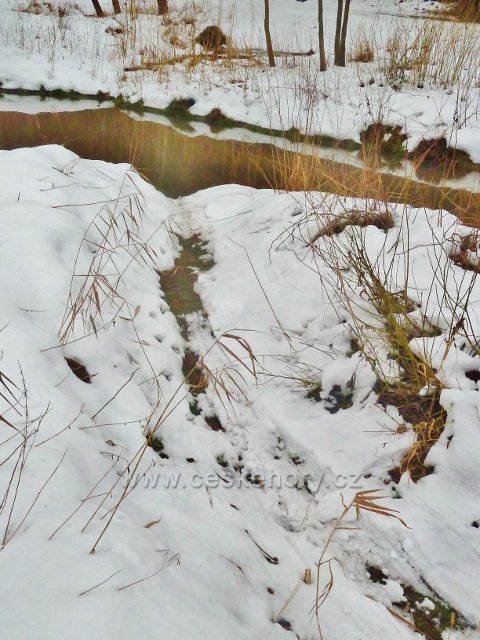 Písečná - stopy ve sněhu po tažení olšového kmínku do Potočnice