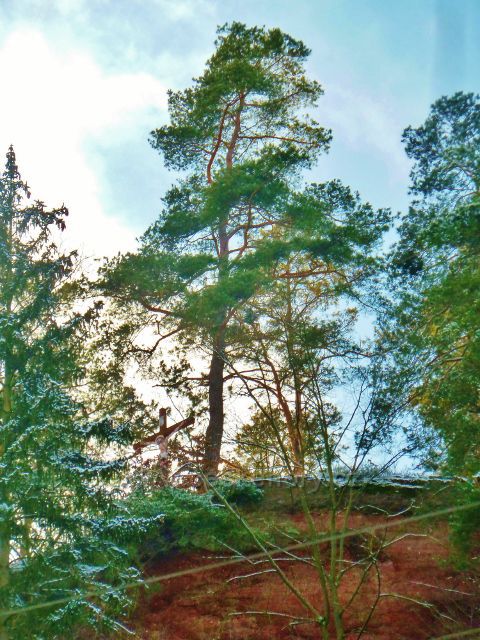 Červená - pohled k vrcholu Hrubého kamene s dřevěným křížem