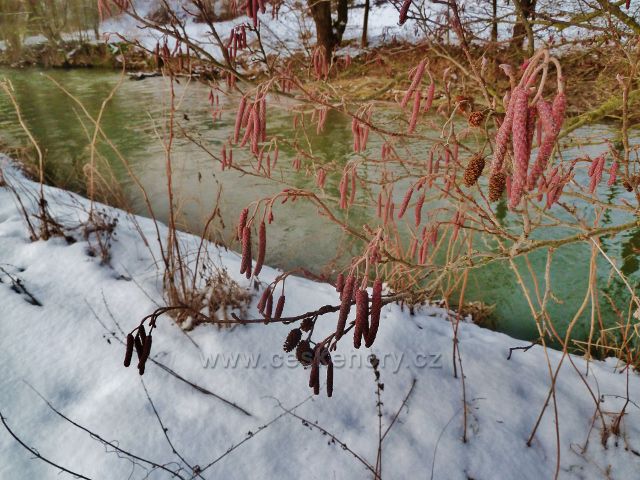 Letohrad - olše u Tiché Orlice