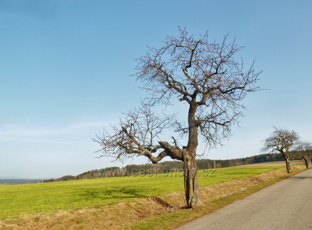 Vamberk - torzo třešňové aleje podél silničky na Chlum