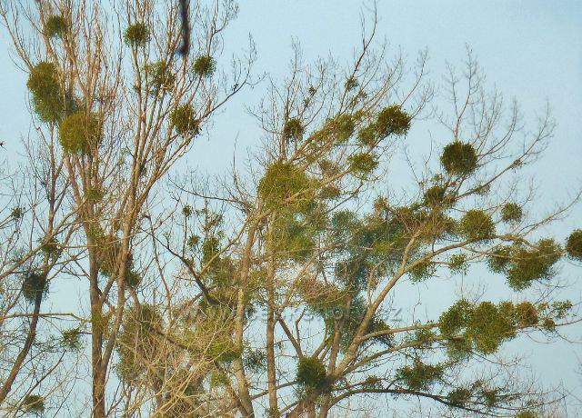 Vamberk - Jmelí u Merklovické obory