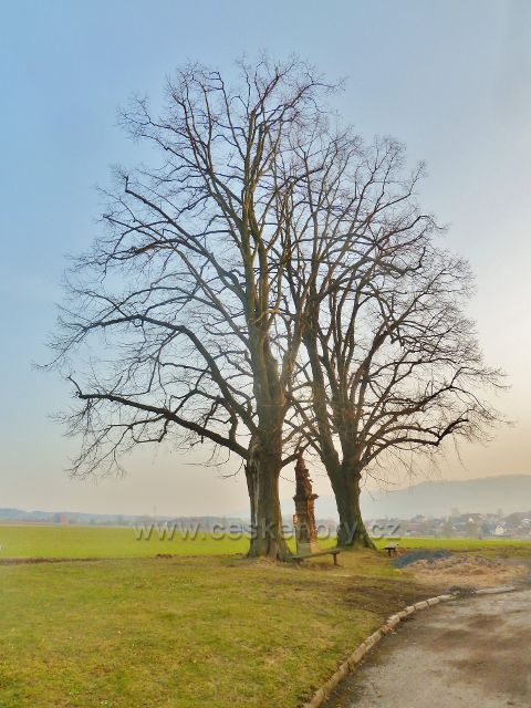Vamberk - dvě památné lípy malolisté nad městem kousek od silničky na Chlum