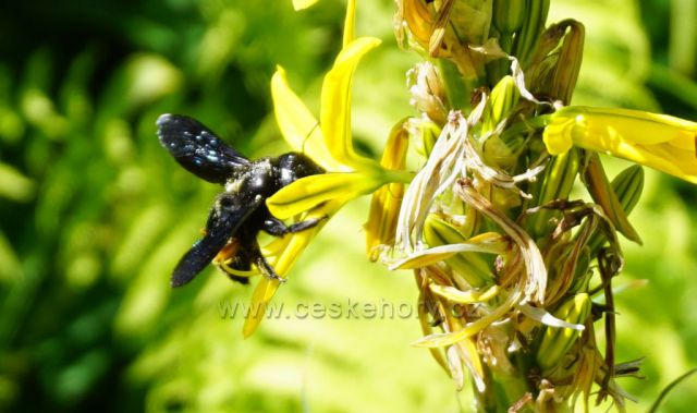vzácná černá včela .foceno ve Štramberku 2020