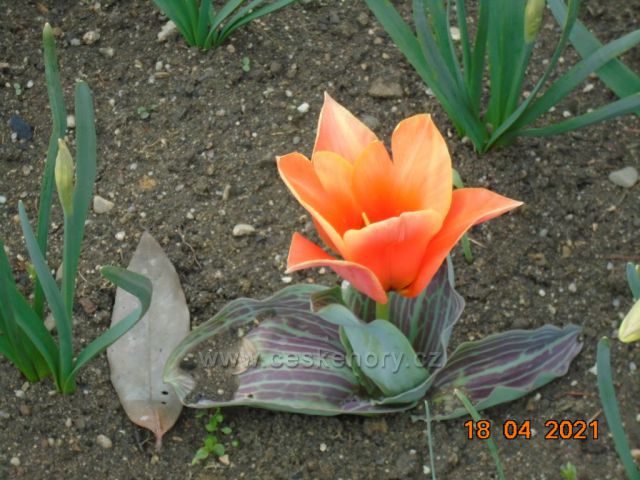 Krásný tulipán