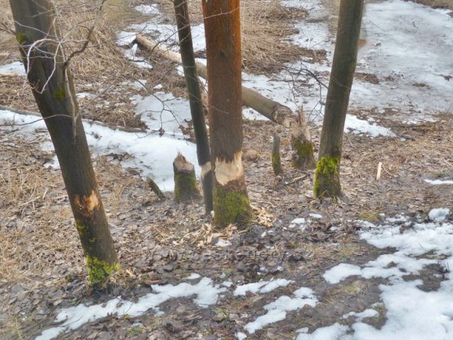 Písečná - činnost bobrů na rybníku v Šušku