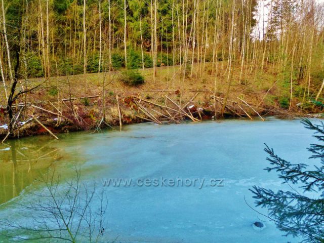 Písečná - rybník v Šušku- tady káceli bobři