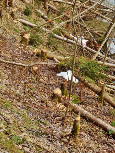 Písečná - rybník v Šušku - výsledek práce bobrů