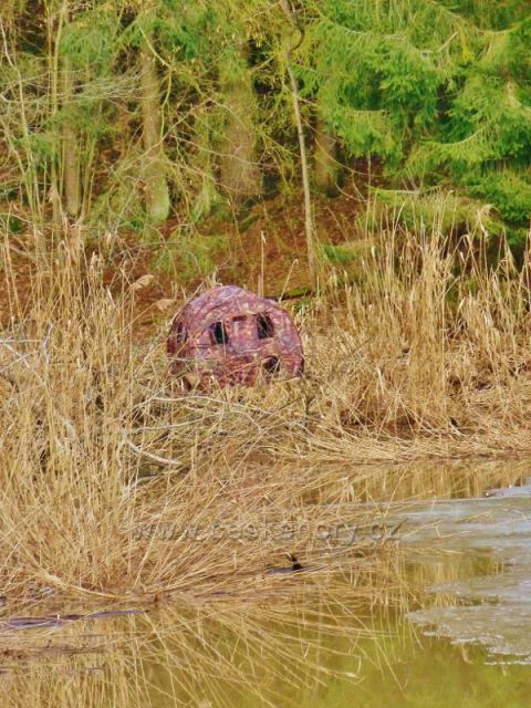 Písečná - pozorovatelna bobrů u rybníku v Šušku