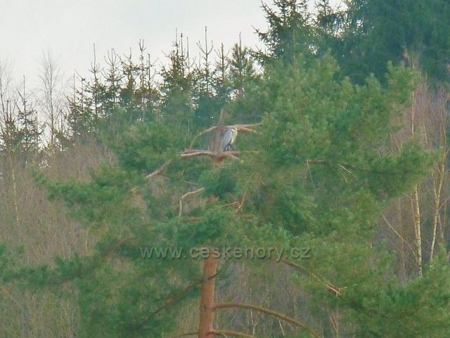 Písečná - rybník v Šušku si oblíbily i volavky