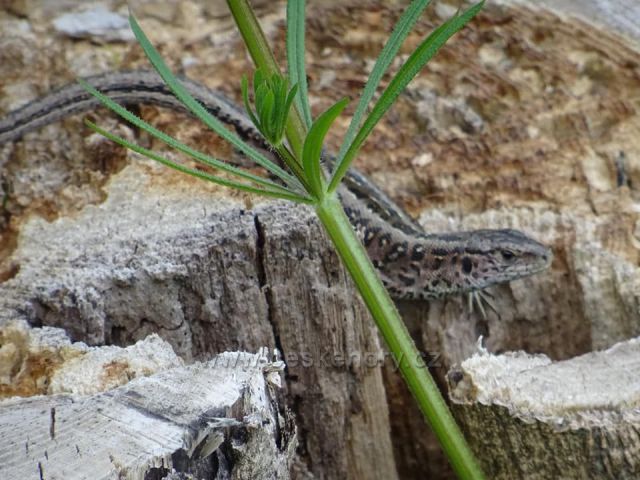 Adršpašská ještěrka