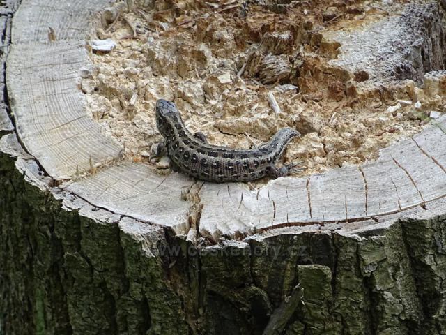 Ještěrka z Adršpachu