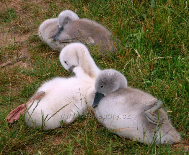 Proboštovský rybník pod Krušnými horami - Polední relax labuťátek