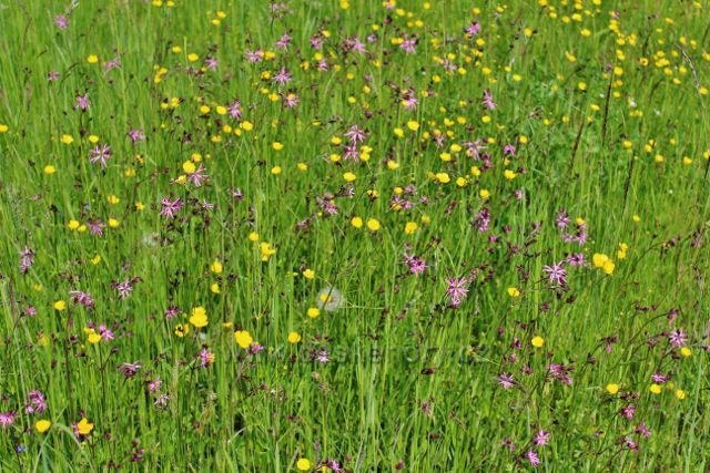 Písečná - pastvina pod Mechnáčem