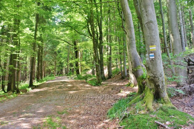 Neratov - cesta po modré TZ na Vysoký kořen