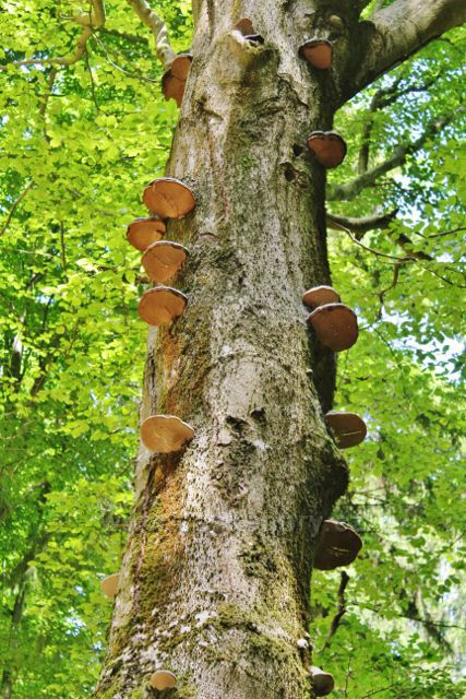 Neratov - troudnatec kopytovitý na buku u cesty po modré TZ na Vysoký kořen