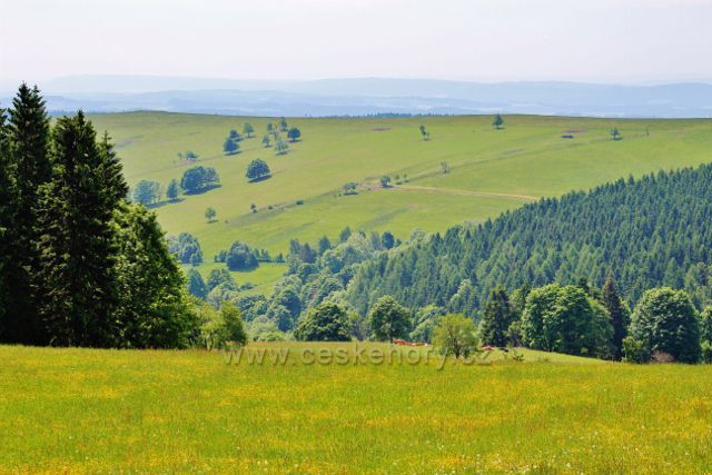Pohled z vysokého kořene do údolí potoka Hadinec a na hřeben vrchu Polom