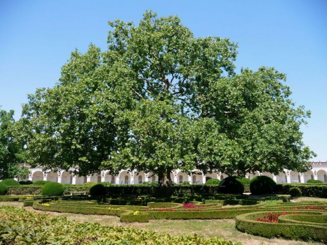 Velký dominantní strom - Květná zahrada v Kroměříži