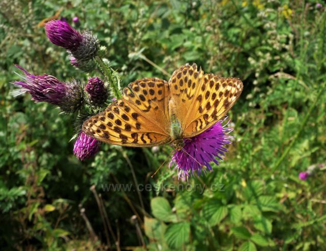 Motýli a květy zdobí okolí Komáří vížky