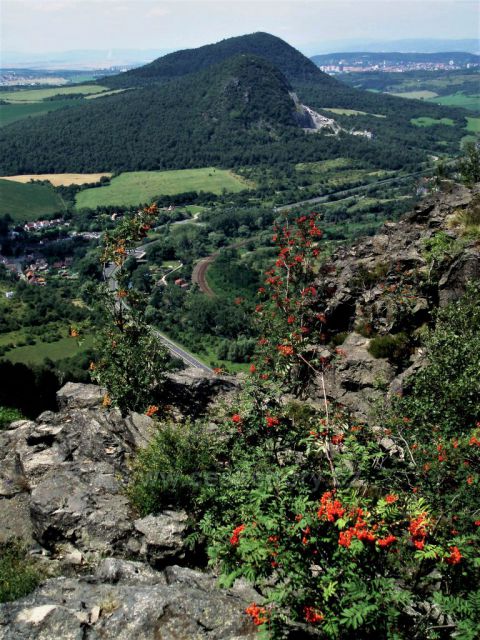 Dozrávání jeřabin na Bořni (s výhledem na Želenický vrch a Zlatník)