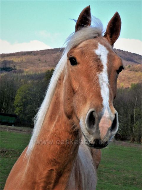 Kůň pod Krušnými horami - farma Osek