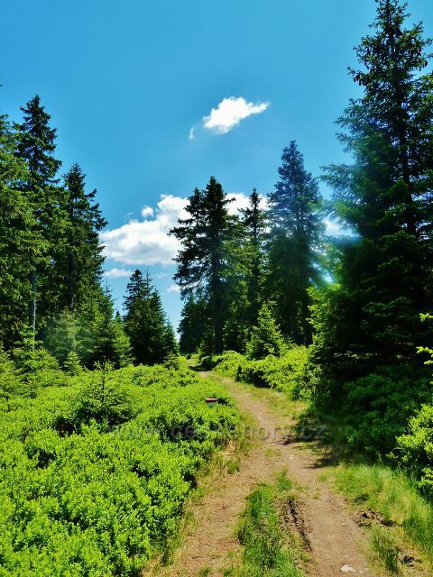 Hraniční stezka k rozhledně Vrchmezí