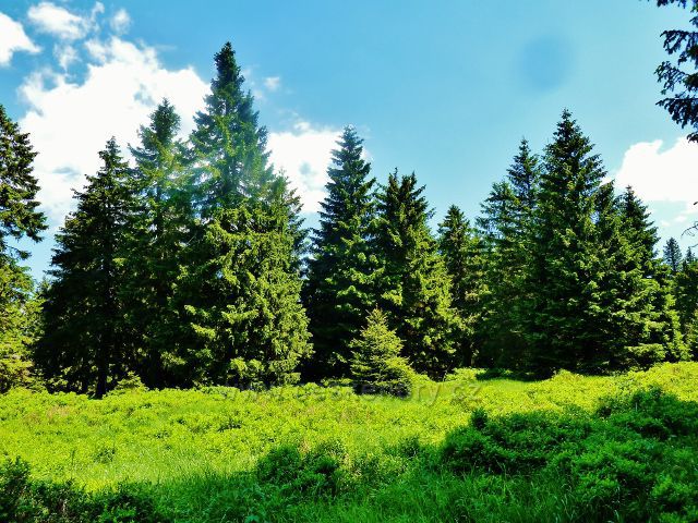 Lesní porost podél hraniční stezky na Vrchmezí