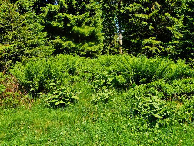 Bylinný porost podél hraniční stezky na Vrchmezí