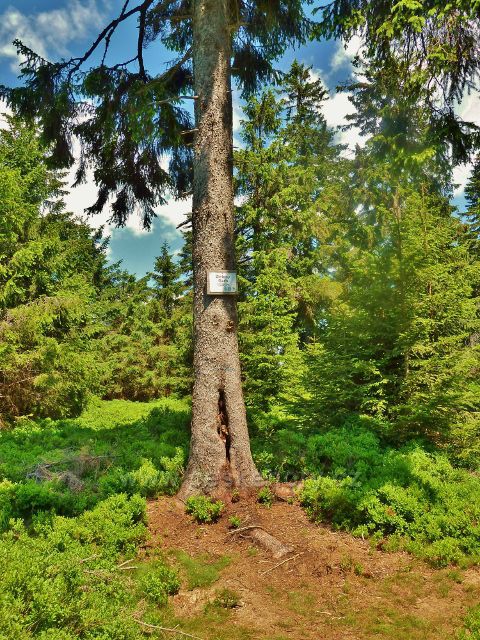Zielony Grab u hraniční stezky z Vrchmezí na Masarykovu chatu