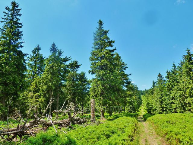 Hraniční stezka z Vrchmezí k Masarykově chatě