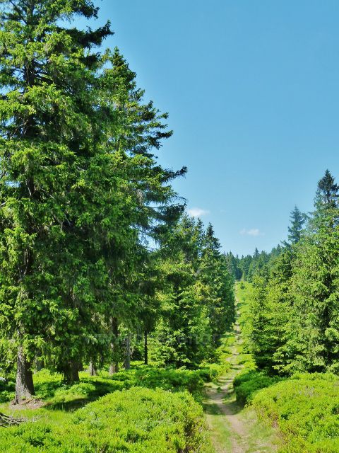 Hraniční stezka z Vrchmezí k Masarykově chatě